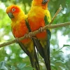 Sun Conure Birds Diamond Painting