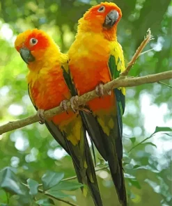 Sun Conure Birds Diamond Painting