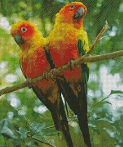Sun Conure Birds Diamond Painting