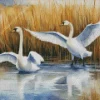 Tundra Swan Birds Diamond Painting