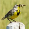 Western Meadowlark Diamond Painting