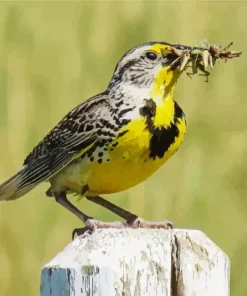 Western Meadowlark Diamond Painting