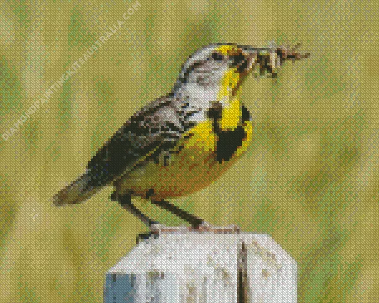 western meadowlark Diamond With Numbers