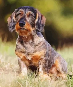 Wire Haired Dachshund Diamond Painting