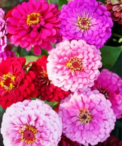 Zinnia Flowers Diamond Painting