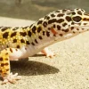 Afghan Leopard Gecko Diamond Painting