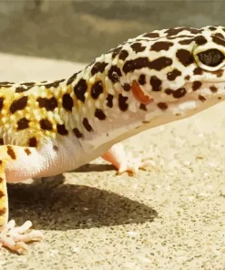 Afghan Leopard Gecko Diamond Painting