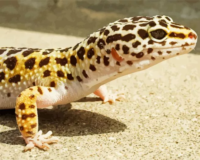 Afghan leopard gecko Diamond By Numbers Afghan Leopard Gecko Diamond Painting