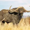 Buffalo With Long Horns Diamond Painting