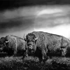 Black And White Buffalo Diamond Painting