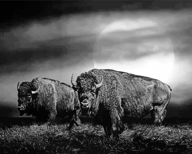 black and white buffalo Diamond By Numbers Black And White Buffalo Diamond Painting