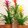 Bromeliad Pots Diamond Painting