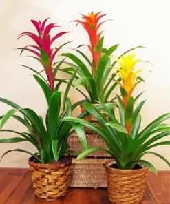 Bromeliad Pots Diamond Painting