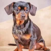 Brown And Black Chiweenie Diamond Painting