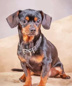 Brown And Black Chiweenie Diamond Painting