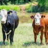 Brown And Black Cows Diamond Painting