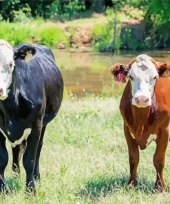 Brown And Black Cows Diamond Painting