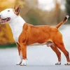 Brown And White English Bull Terrier Diamond Painting