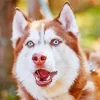 Brown And White Husky Blue Eyes Diamond Painting