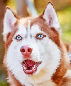 Brown And White Husky Blue Eyes Diamond Painting