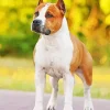 Brown And White Staffordshire Bull Terrier Diamond Painting