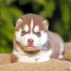 Brown Baby Husky Diamond Painting