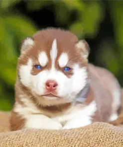 Brown Baby Husky Diamond Painting