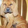 Brown Bloodhound Puppy Diamond Painting