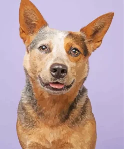 Brown Blue Heeler Diamond Painting