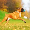 Brown Boxer Dog Diamond Painting