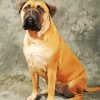 Brown Bull Mastiff Diamond Painting
