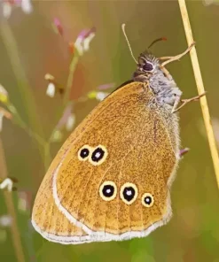 Brown Butterfly Diamond Painting
