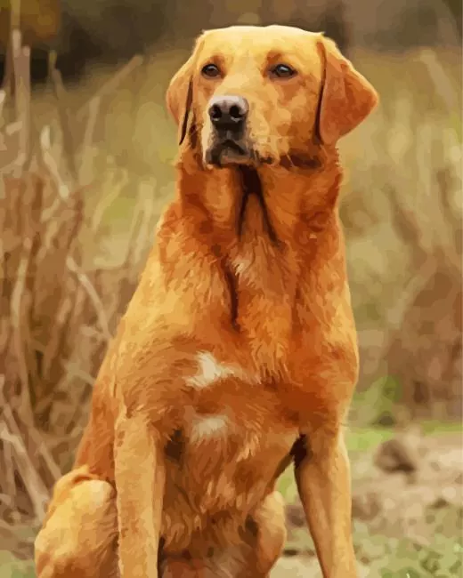 brown english labrador Diamond By Numbers Brown English Labrador Diamond Painting