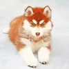 Brown Fluffy Husky Dog Diamond Painting
