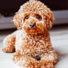 Brown Fluffy Poodle Diamond Painting