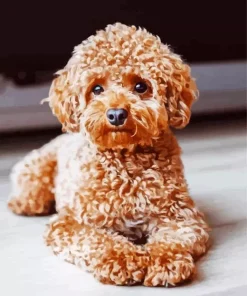 Brown Fluffy Poodle Diamond Painting