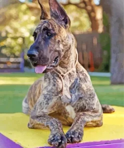 Brown Great Dane With Spots Diamond Painting