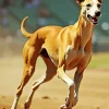 Brown Greyhound Dog Diamond Painting