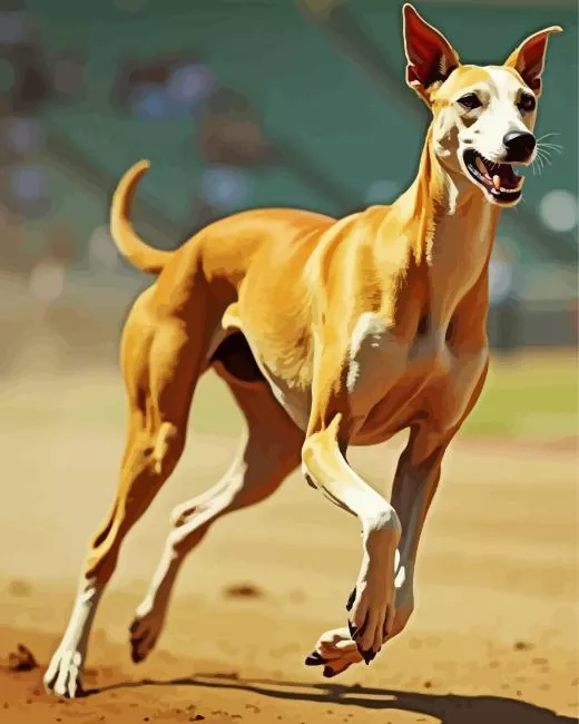 brown greyhound dog Diamond By Numbers Brown Greyhound Dog Diamond Painting