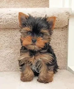 Brown Morkie Puppy Diamond Painting
