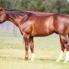 Brown Stallion Horse Diamond Painting
