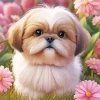 Cool Fluffy Shih Tzu Art Diamond Painting