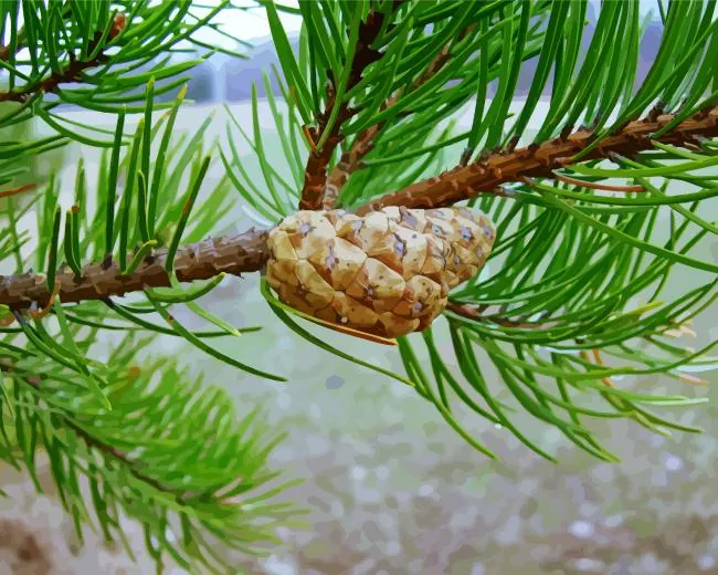 jack pine plant Diamond With Numbers Jack Pine Plant Diamond Painting