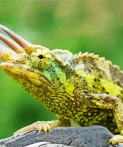 Jacksons Chameleon Diamond Painting
