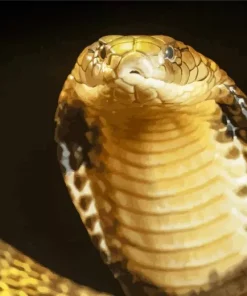 King Cobra Snake Diamond Painting