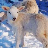 Lamb In Snow Diamond Painting