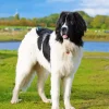 Landseer Dog Diamond Painting
