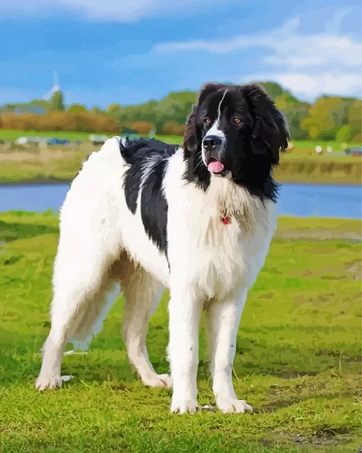 landseer dog Diamond With Numbers Landseer Dog Diamond Painting