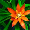 Orange Bromeliad Diamond Painting