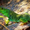 European Green Lizard Diamond Painting